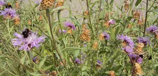 DSC00121 - flockenblumen mit hummeln.webp