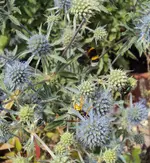 DSC00122 - blaue edeldisteln mit hummel.webp