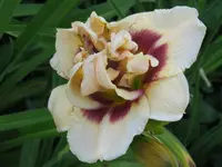 IMG_roswitha3_1024x768.webp