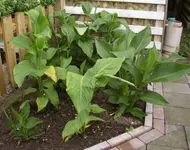 Canna-Beet, 01.08..webp