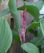 Blüte, 01.08..webp