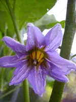 Garten 015.webp