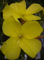 Garten 022.webp