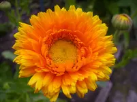 Garten 028.webp