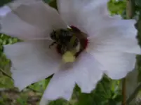 Garten 030.webp
