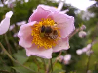 Garten 050.webp