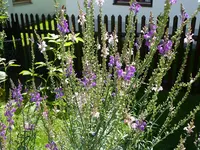 P1010670a.webp