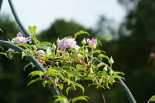 Josephine 4 Blüten.webp