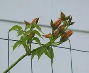 Flava beginnt zu knospen.webp
