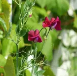 lila Wicke.webp