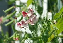 Wicke himberrfarben gesprenkelt.webp