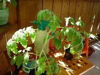Fuzzy_010810.webp