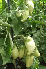 Garten 008.webp