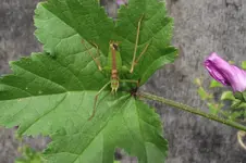 Garten 012.webp