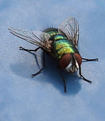 Fliege.webp