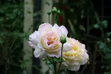 IMG_2207.webp