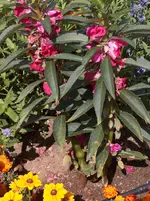Babuschka.webp