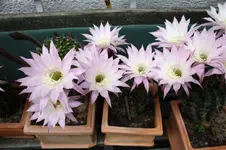 Kakteen [800x600].webp