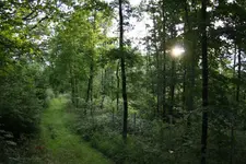 Waldwege.webp