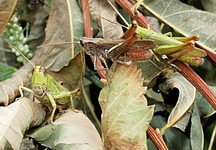 drei Heupferdchen.webp