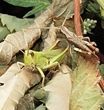 Heupferd.webp