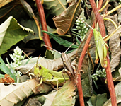 Heupferdchen.webp