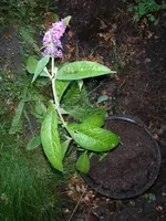 DSCN2278.webp