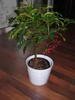 PflanzeVonBaselow.webp