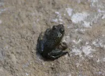 Froschbaby.webp