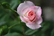 Abigaile.webp