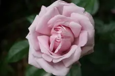 La Rose du Petit Prince.webp