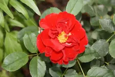 Zwergkönig.webp