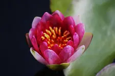 Seerose.webp