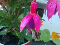 fuchsia3.webp