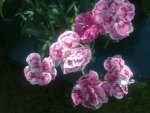 dianthus_caryphyllus.jpg