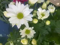 chrysantheme.webp
