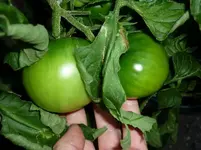 GreenZebra_010810.webp