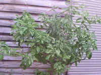 PICT0033.webp