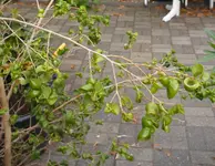 DSCF0996-crop.webp