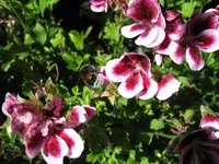 IMG_1055.webp IMG_1055.webp