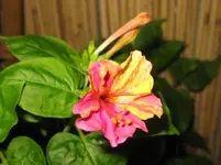 IMG_2163.webp