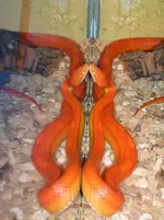 DSCN3805.webp