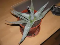 agave 001.webp