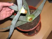 agave 003.webp