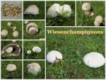 Wiesenchampignons c v.jpg