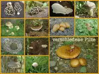 verschiedene Pilze v.webp