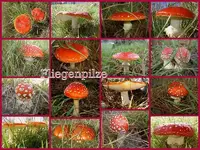 Fliegenpilze v.webp