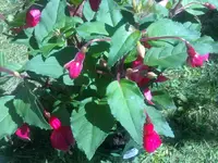 fuchsia1.webp