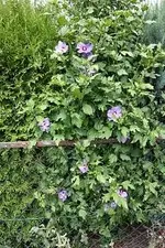 Hibiscus[1].webp