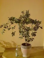 DSC05083.webp